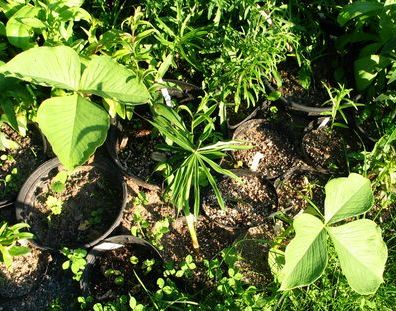 A.candidissimum-varax.jpg