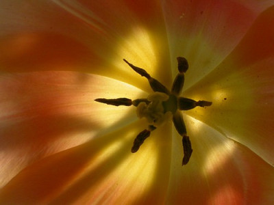 Tulpenspinne.jpg