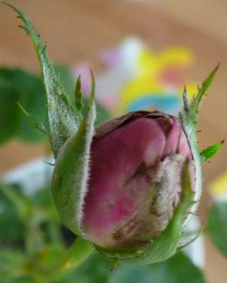 AzubisXBernstein4_03.JPG
