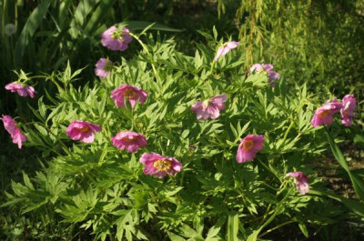 paeonia_anomala_1764.jpg