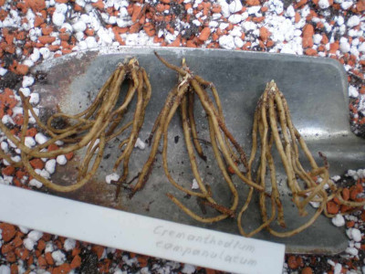 GP_Cremanthodium_Rhizome_2011e.jpg