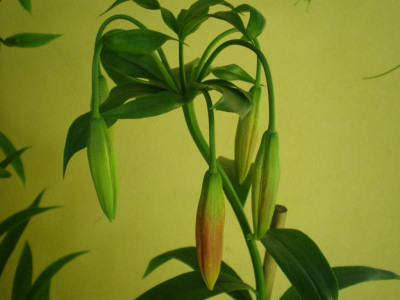 GP_Lilium_Knospen_2011e.jpg