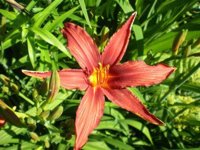GP_Hemerocallis_Crimson_Pirate_2011e.jpg