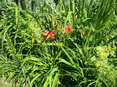 GP_Hemerocallis_BruBeet_2011e.jpg