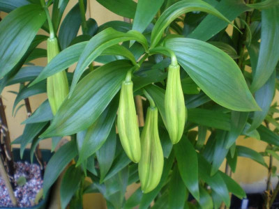 GP_Lilium_Knospen1_2011e.jpg