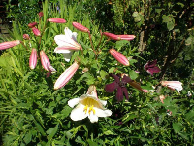 GP_Lilium_regale_2011e.jpg