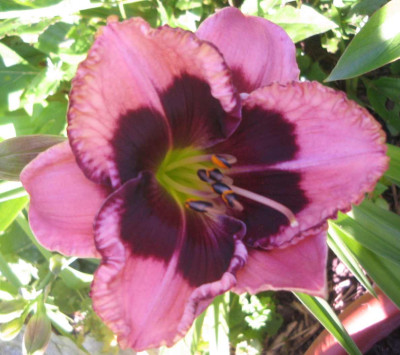 hem_blueflirt_2010.jpg