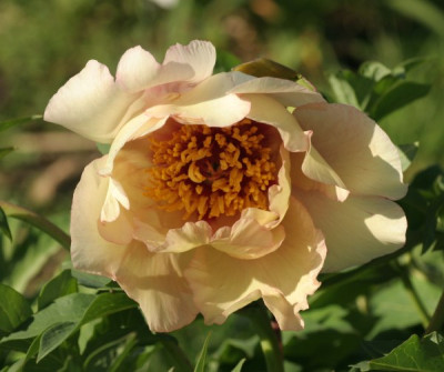 paeonia_lutea_hybride_summertime_1769.jpg