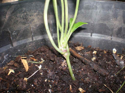 GP_Syneilesis_aconitifolia_Topf1_2011e.jpg