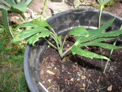 GP_Syneilesis_aconitifolia_Topf_2011e.jpg