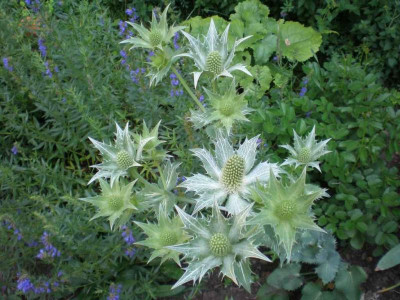 GP_Eryngium_giganteum_2011e.jpg