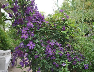C_V_Etoile_Violette_0011__7375.jpg