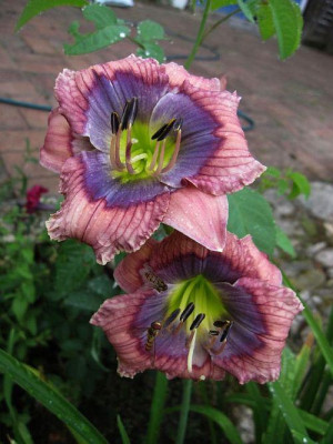 Blue_Flirt_63802.jpg