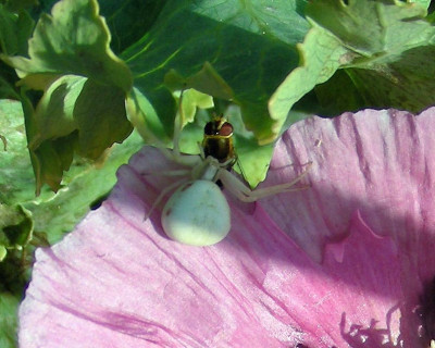 Krabbenspinne-fangt-Schwebf.jpg