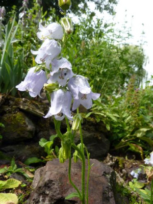 Campanula_barbata_fars_2011.jpg