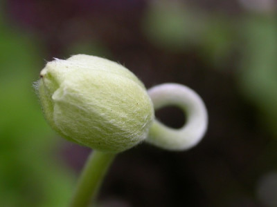 Anemone_sylvestris_knick.jpg