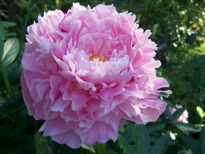 100_5892_Paeonia_lactiflora__rosa___800.jpg