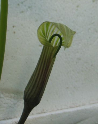 A.candidissimum-varax1.jpg
