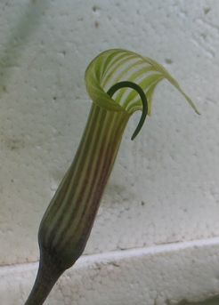 A.candidissimum-varax2.jpg