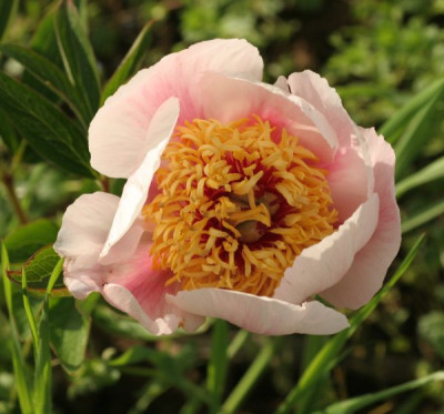 paeonia_wittmanniana_saemling.jpg