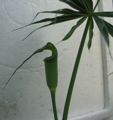 propeller-china1.jpg