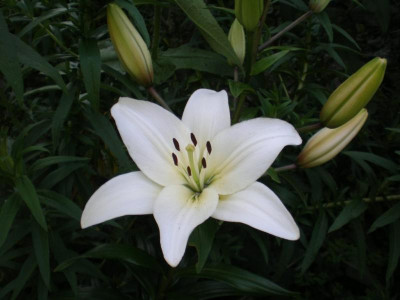 GP_Lilium_weiss_und_robust_2011e.jpg