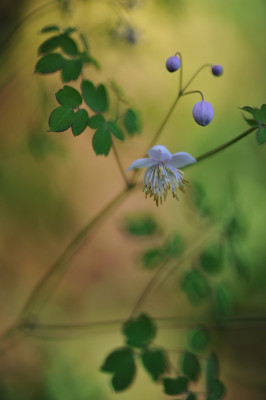 Thalictrum_delavayi.jpg