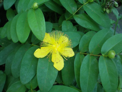 GP_Hypericum_calycinum_2011e.jpg