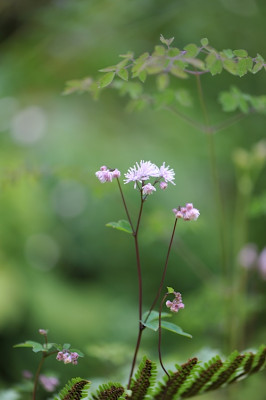 Thalictrum_filamentosum.jpg