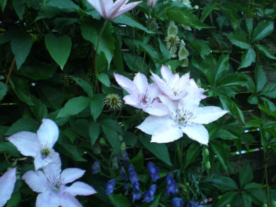 GP_Clematis_Hagley_Hybrid_2011e.jpg