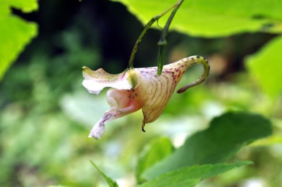 Imp_oxyanthera2.jpg