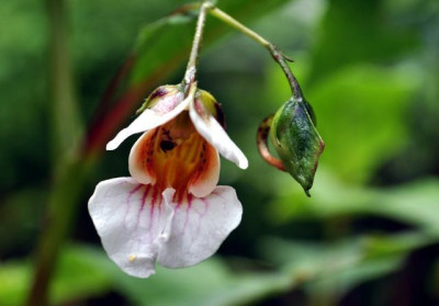Imp_oxyanthera1.jpg