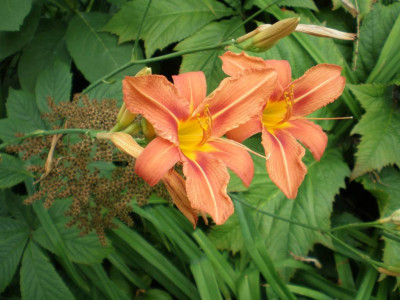 GP_Hemerocallis_fulva_2011e.jpg