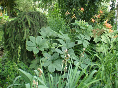GP_Hemerocallis_fulva1_2011e.jpg
