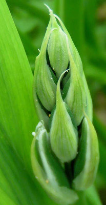 scilla_nutans.jpg