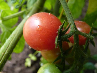 Anmore_Treasures_First_Tomato2011_01.jpg