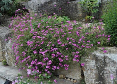 Geranium_0011__7614.jpg