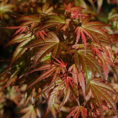 pinkdwarf_11475.jpg