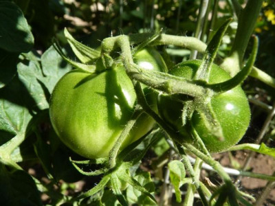 Akers_West_Virginia_Green_Fruits.JPG