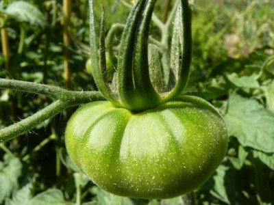 Big_Rainbow_Green_Fruit1.JPG