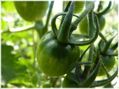 Green_Gage_Green_Fruit1.JPG