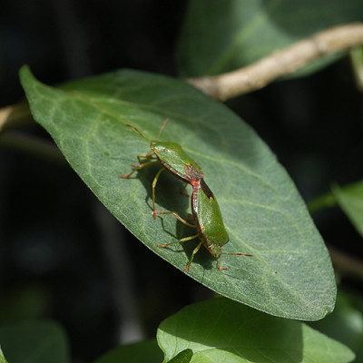 schaumirindieaugen_11483.jpg