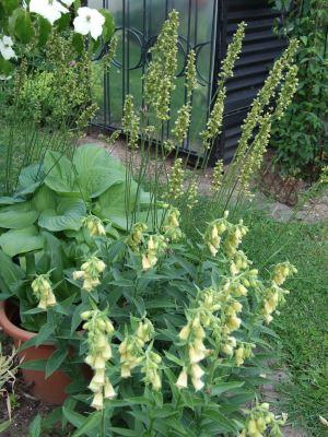 Digitalis-Greenfinch.jpg