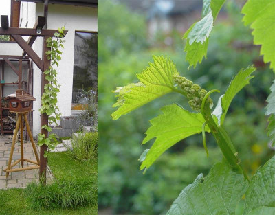Weinstock-1.jpg