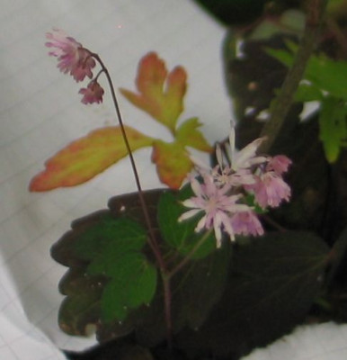 thalictrum-knorbs2.jpg