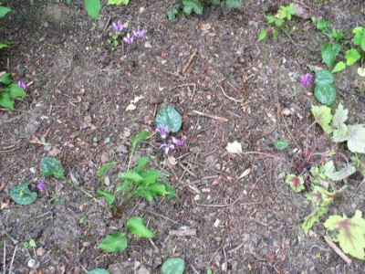 cyclamen-Hans.jpg