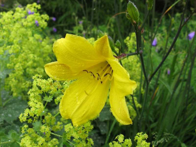 Hemerocallis_Corky_800x600.jpg