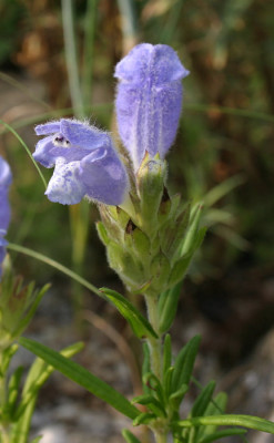 IMG_6269_eDracocephalum_austriacum.JPG