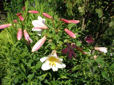 GP_Lilium_regale_Aster_2011e.jpg