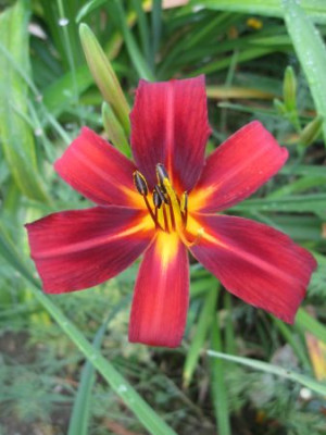 Crimson_Pirate_57351.jpg